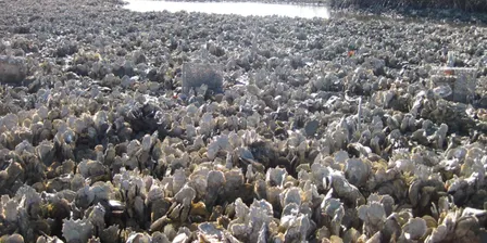 Oyster Shell Drilling at Robinson Preserve