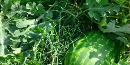 Summer harvesting & Preserving