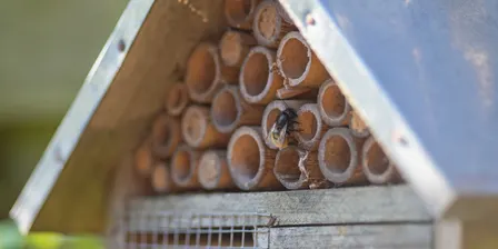 Build a bee hotel