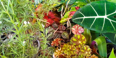 Houseplant Propagation Workshop