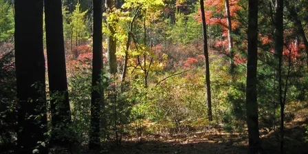 Common Trees of New England