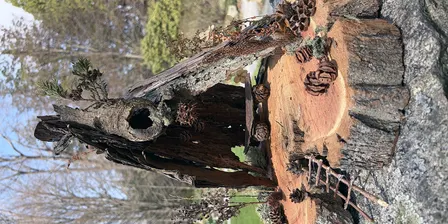 Fall Fairy House Competition!