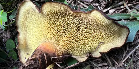 Cobbs Creek Mushroom Walk