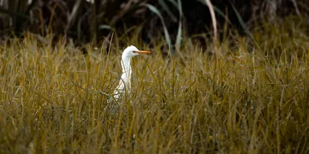 Wildlife Photography Workshop at Herdsman Lake