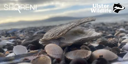 Sea Shell ID Workshop