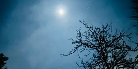 Night Sounds: Who's Howling at the Moon?