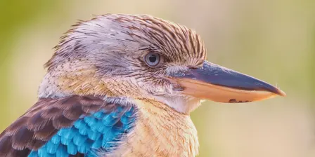Weekend Birder Live: The Birds That Make Darwin