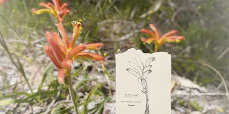 KP Everlasting Festival Spring Wildflowers Nature Journalling