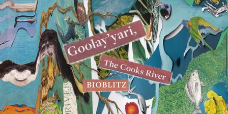 Goolay'yari Home River Bioblitz