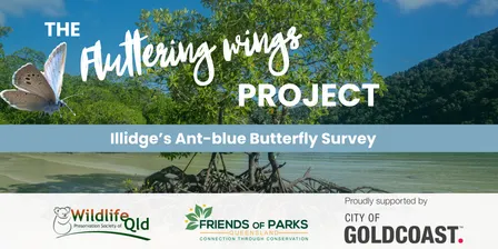Illidge's Ant-blue Butterfly Survey