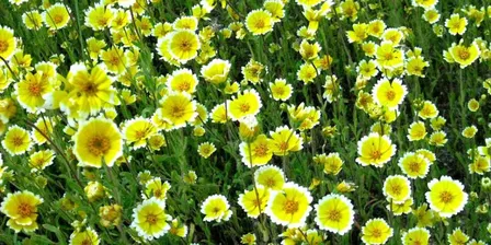 California Native Garden Design, Part 1