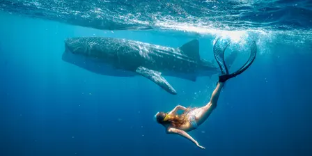 Meet Whale Shark Jack - and his creator