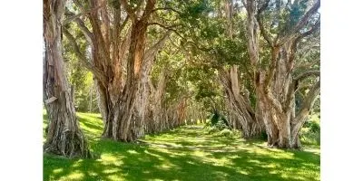 Nurture in Nature: Restorative Walks for Women Impacted by Cancer