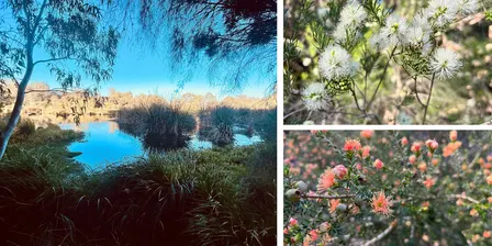A guided flora walk of Eric Singleton Wetlands