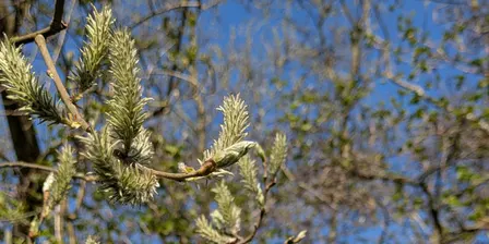 Tree Identification Walk - Ford Green Brook South