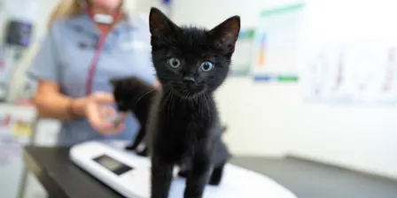 $20 Cat Microchipping! Animal Aid x Monash Council