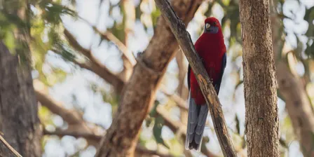 Birds and Bush in Hillbank