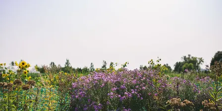 Tending the Garden: A Nature Constellation Workshop