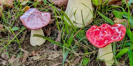 Magical Mushroom Garden with Aliyah McAllister