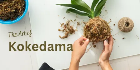 The Art of Kokedama with Elle