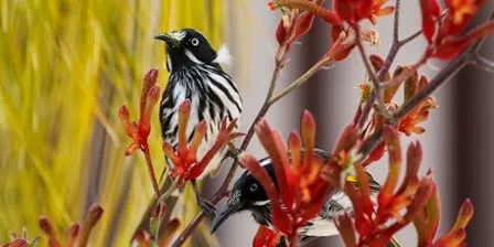 2026 Western Australian Botanical garden Bird Walk
