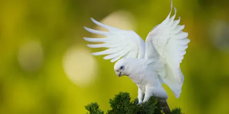 Guided bird walk at Lions Park, Hodgson Vale