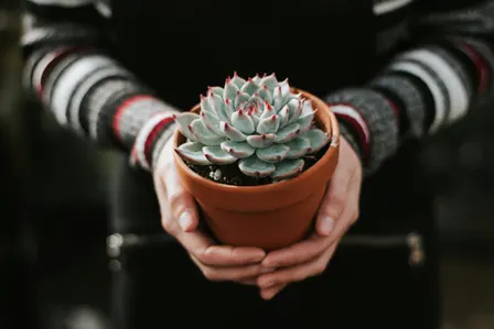 🪴Offline Women Discuss Climate and Swap Plants