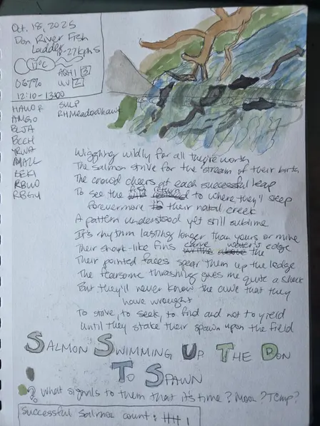 Nature Journaling and Sketching the Fall Salmon Migration