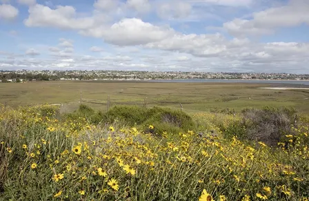 Guided Tour of UC San Diego's Kendall-Frost Mission Bay Marsh Reserve
