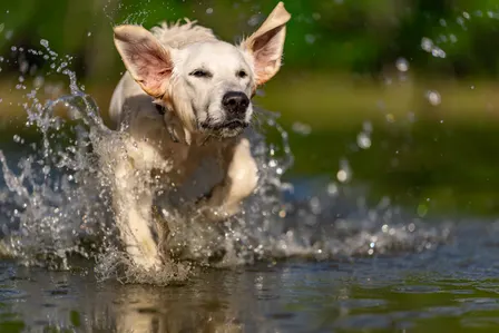 YETI Presents: Good Dog, Great Shot