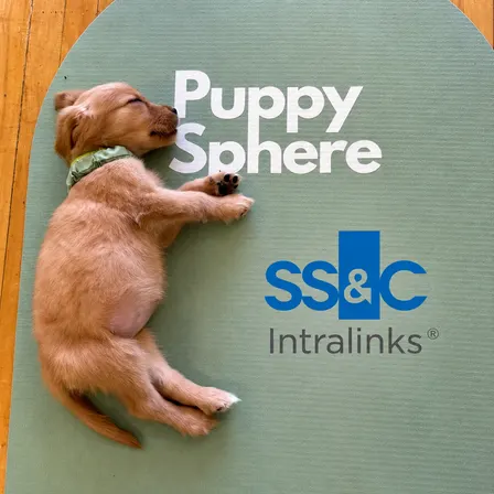 Puppies, Yoga & Bubbles with Intralinks!