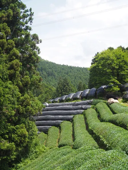Single-Cultivar Matcha: A Tasting Journey Through The Uji Region