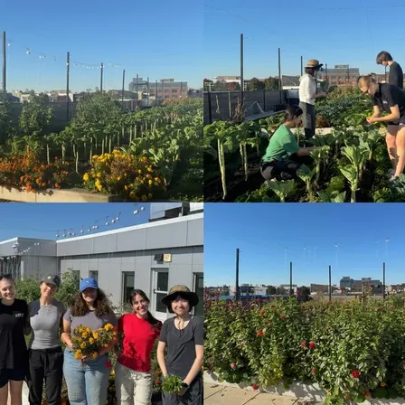 BMC Rooftop Harvest Party