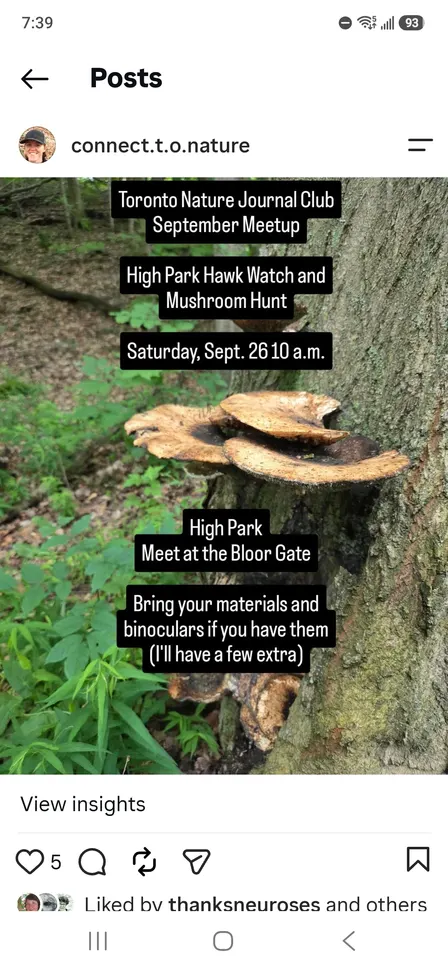 Nature Journaling & Sketching The Hawk Watch And Mushrooms In High Park