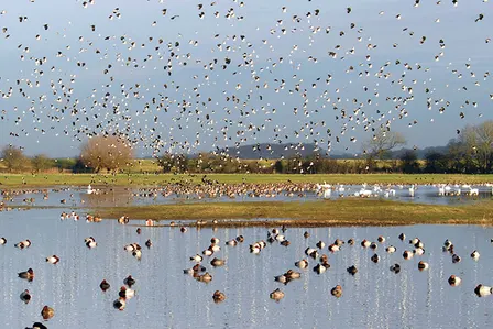 London Wetland and Wildlife Trust Walk