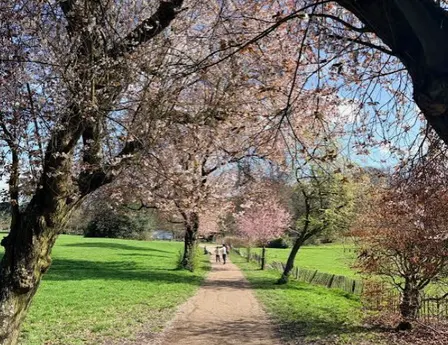 North London Vegan Ramble