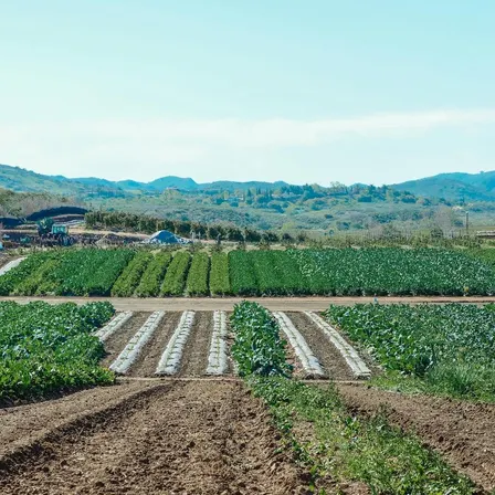 The Nitrogen Opportunity: Investable Pathways to Reduce N₂O and N Losses on Agricultural Lands