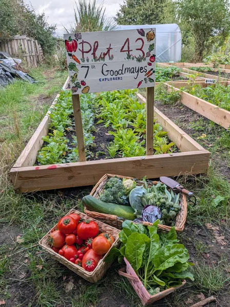 7th Goodmayes Explorer Community Allotment
