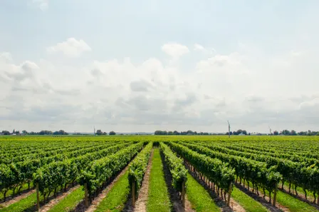 Workshop: Land Sector Investments that Drive Climate, Nature, and Business Value