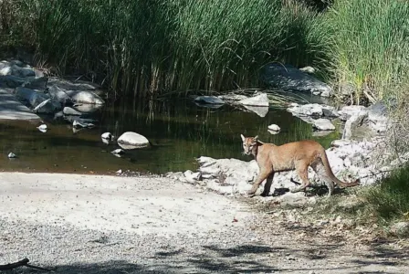 Mountain Lions in San Diego: Wildlife, Habitat and a Changing Climate