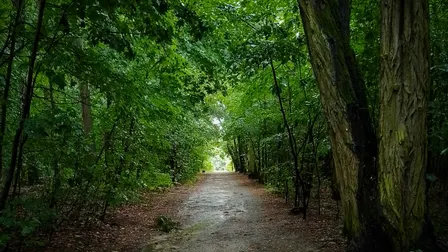 MamoLasy - 28 września