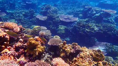 In Conversation with Dr Robert Bullock, Save our Seas Foundation