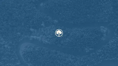 Trees on the Timeline: Where Forests Fit into SBTI's New Carbon Removal Mandate