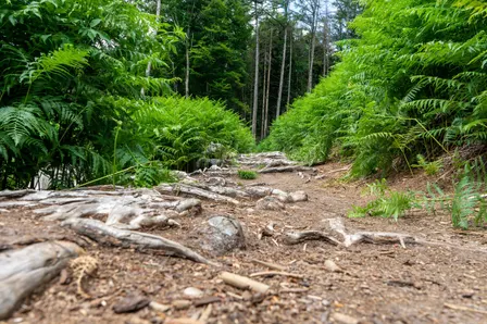 Regionalwandertag des NWSV - Glühweintour nach Taucha