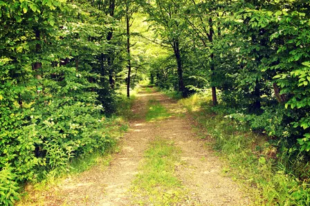 Sport - Golf: Disc Golf @ Big Marlborough Park