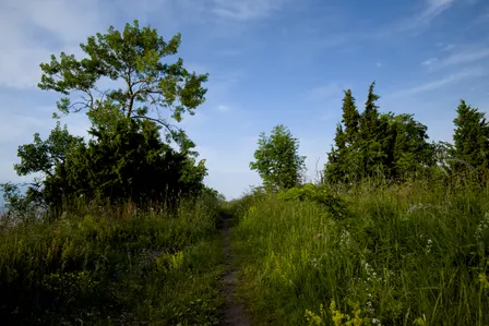 Bird Walk at Hastings Park Sanctuary