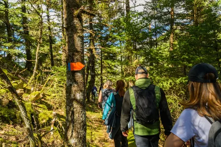 Foraging Adventure through Sassafras Point