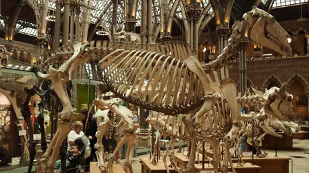 Discovering King Tuts Tomb