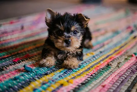 Puppy Power + Paw Print Painting