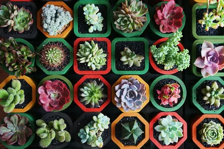 Sesh & Succulents: Painting Class with Solena
